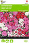 2 stuks - Buzzy - Dianthus Barbatus Wee Willie Gemengd