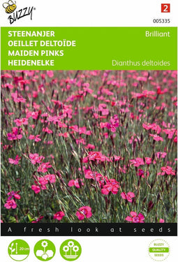 2 stuks - Buzzy - Dianthus deltoides erectus Karmijnrose