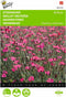 2 stuks - Buzzy - Dianthus deltoides erectus Karmijnrose