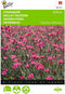 2 stuks - Buzzy - Dianthus deltoides erectus Karmijnrose