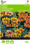 2 stuks - Buzzy - Gazania Splendens Hybrida Sunshine Gemengd
