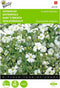 2 stuks - Buzzy - Gypsophila Covent Garden Grootbl. Wit