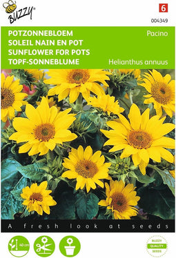 2 stuks - Buzzy - Helianthus Annuus Pacino, Lage Potzonnebloem