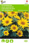 2 stuks - Buzzy - Helianthus Annuus Pacino, Lage Potzonnebloem