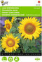 2 stuks - Buzzy - Helianthus Annuus Sunspot Enkelbl. Laag Geel