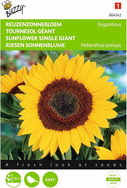 2 stuks - Buzzy - Helianthus annuus uniflorus giganteus