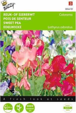 2 stuks - Buzzy - Lathyrus Multiflora Colorama Gem.