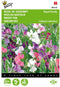 2 stuks - Buzzy - Lathyrus odoratus Royal Family Gem.