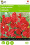 2 stuks - Buzzy - Lathyrus odoratus Royal Family Rood