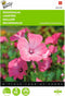 2 stuks - Buzzy - Lavatera trimestris Rose Rood