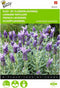 2 stuks - Buzzy - Lavendula stoechas, Kuif of Vlinderlavendel