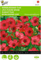 2 stuks - Buzzy - Linum rubrum grandiflorum Rood
