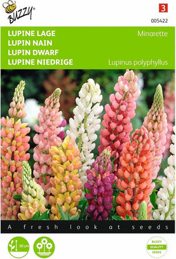2 stuks - Buzzy - Lupinus polyphyllus Russel s Minarette Gemengd