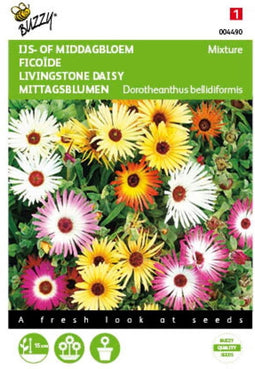 2 stuks - Buzzy - Mesembryanthemum Dorotheanthus Kleurenmengsel