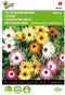 2 stuks - Buzzy - Mesembryanthemum Dorotheanthus Kleurenmengsel
