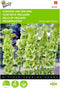 2 stuks - Buzzy - Molucella Groene Bel Achtige Bloemen