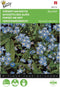 2 stuks - Buzzy - Myosotis alpestris Blauw vergeet me niet