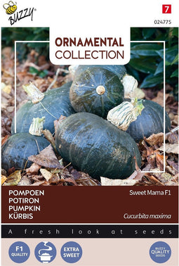 2 stuks - Buzzy - Ornamental Pompoen Sweet Mama F1