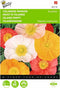 2 stuks - Buzzy - Papaver nudicaule excelsior Gem. IJslandse Papaver