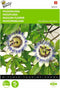 2 stuks - Buzzy - Passiflora coerulea Passiebloem
