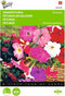 2 stuks - Buzzy - Petunia pendula Gemengd