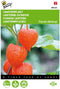 2 stuks - Buzzy - Physalis franchetti gigantea Lampionplant