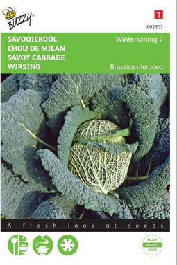 2 stuks - Buzzy - Savooiekool Winterkoning 2