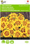 2 stuks - Buzzy - Tagetes patula nana Naughty Marietta