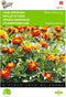 2 stuks - Buzzy - Tagetes patula nana Petite Harmony