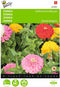 2 stuks - Buzzy - Zinnia elegans Californische Reuzen Gemengd