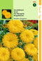 2 stuks Calendula Officinalis Golden Emperor Goudgeel