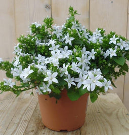 2 stuks! Campunala White Star