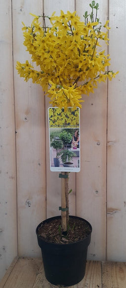 2 stuks Chinees klokje 'Week-End'