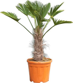 2 stuks! Chinese waaierpalm Trachycarpus Fortunei h 90 cm st. h 25...