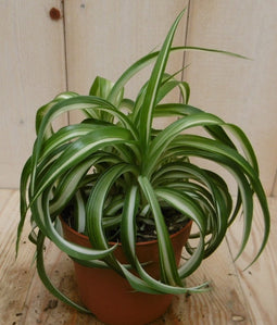 2 stuks! Chlorophytum bonnie