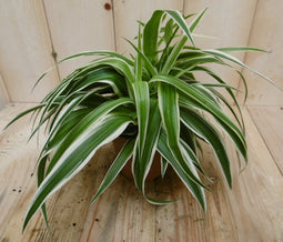2 stuks! Chlorophytum ocean