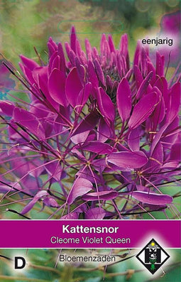 2 stuks Cleome hassleriana Violet Queen