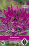 2 stuks Cleome hassleriana Violet Queen