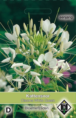 2 stuks Cleome hassleriana White Queen