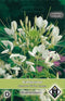 2 stuks Cleome hassleriana White Queen