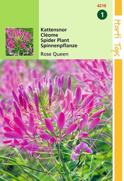 2 stuks Cleome Spinosa Rose Queen