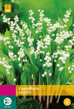 2 stuks Convallaria Majalis 7 bollen