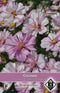 2 stuks Cosmos bipinnatus Rosetta Van Hemert & Co