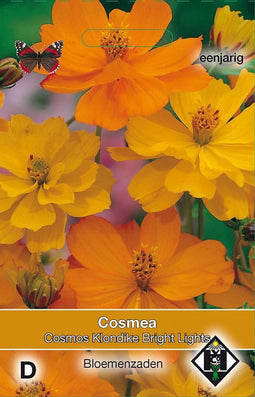2 stuks Cosmos sul. Klondike Bright LightsVan Hemert & Co