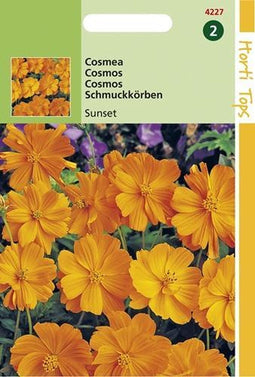 2 stuks Cosmos Sulphureus Sunset Oranje Rood