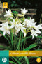 2 stuks Crinum Powellii Album 1 bol