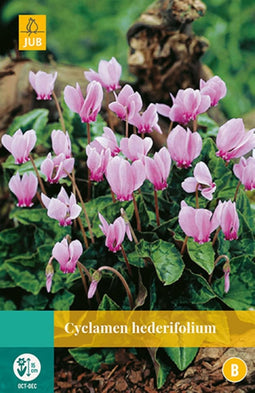 2 stuks Cyclamen Hederifolium 1 bol