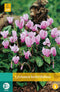 2 stuks Cyclamen Hederifolium 1 bol