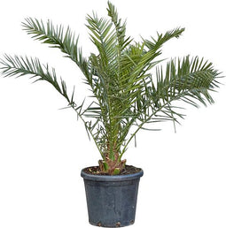 2 stuks! Dadelpalm Phoenix canariensis 137,5 cm