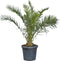 2 stuks! Dadelpalm Phoenix canariensis 137,5 cm